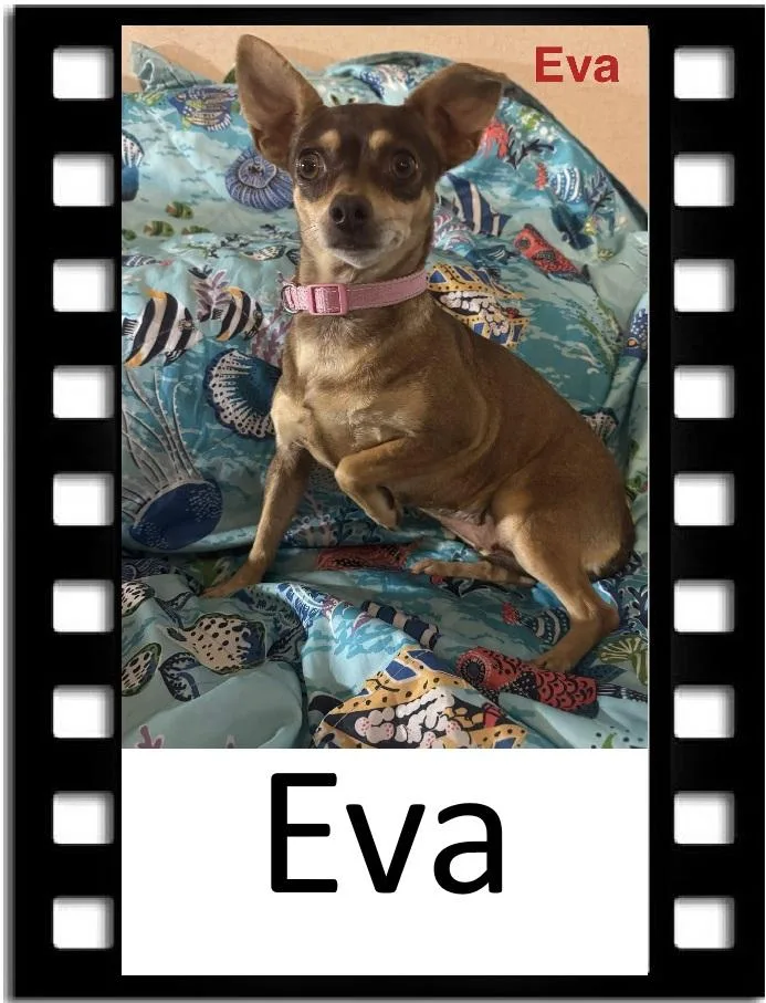 An adult small-sized female Bicolor Chihuahua dog named Eva for adoption in Navarre, FL