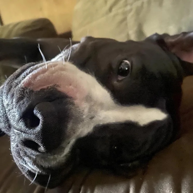 An adult large-sized male Black Mixed Breed dog named Princeton for adoption in Vassalboro, ME