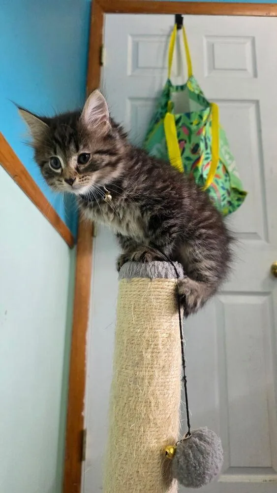 A baby small-sized male Brown / Chocolate Domestic Medium Hair cat named Porsche for adoption in Dayton, OH