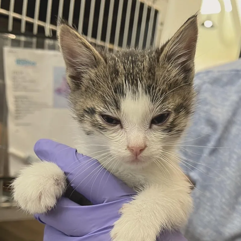 A baby small-sized male White Domestic Short Hair cat named Badger for adoption in Chapel Hill, NC