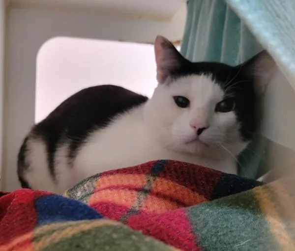 An adult small-sized male Domestic Short Hair cat named Marco for adoption in San Diego, CA