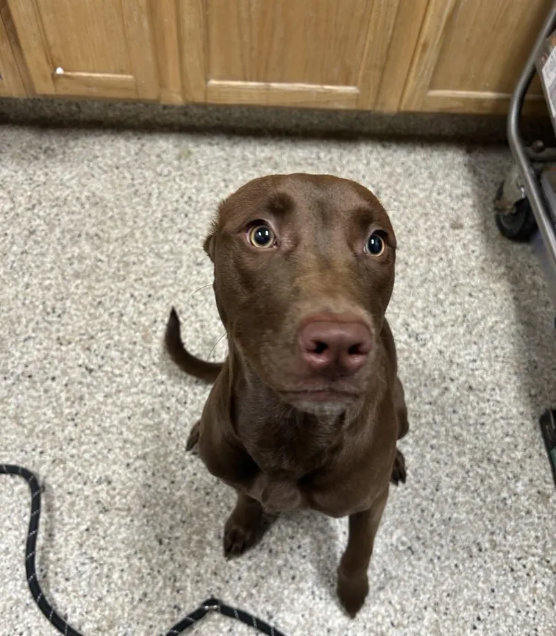 A young medium-sized female Brown / Chocolate Mixed Breed dog named Tootsie Pop for adoption in Yorkville, IL