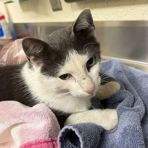 An adult medium-sized female Domestic Short Hair cat named Gladys for adoption in Asheville, NC