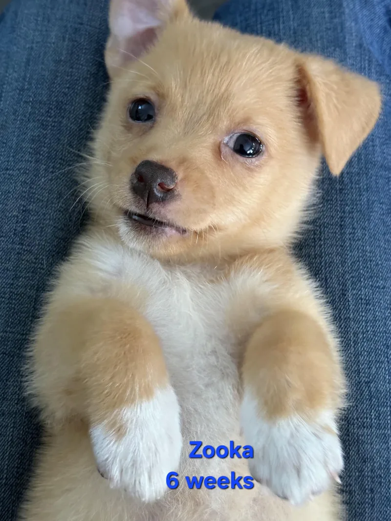 Zooka