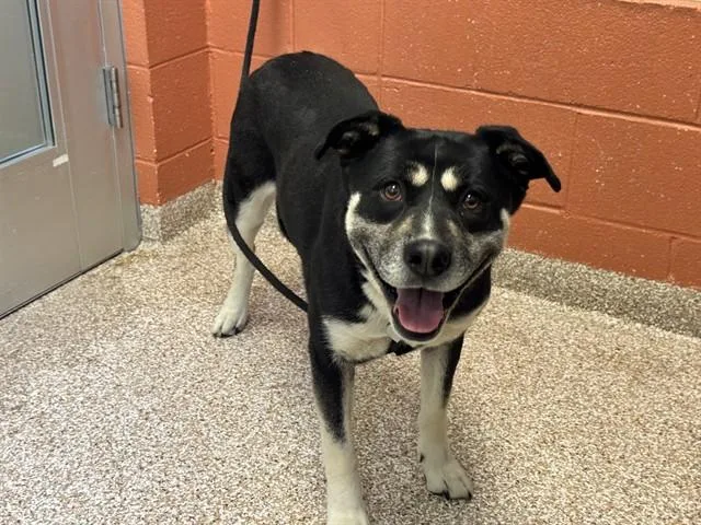 An adult large-sized female Siberian Husky dog named Cait for adoption in Pueblo, CO