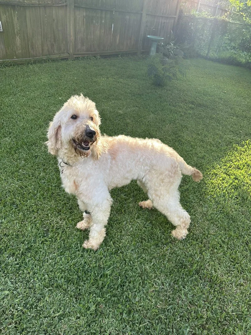 An adult medium-sized female Apricot / Beige Poodle dog named Maddie for adoption in Gonzales, LA
