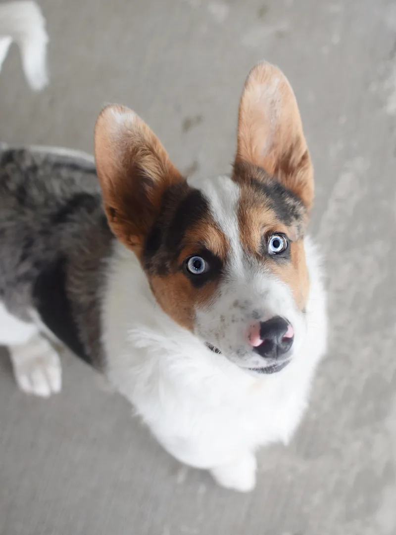 Rico
