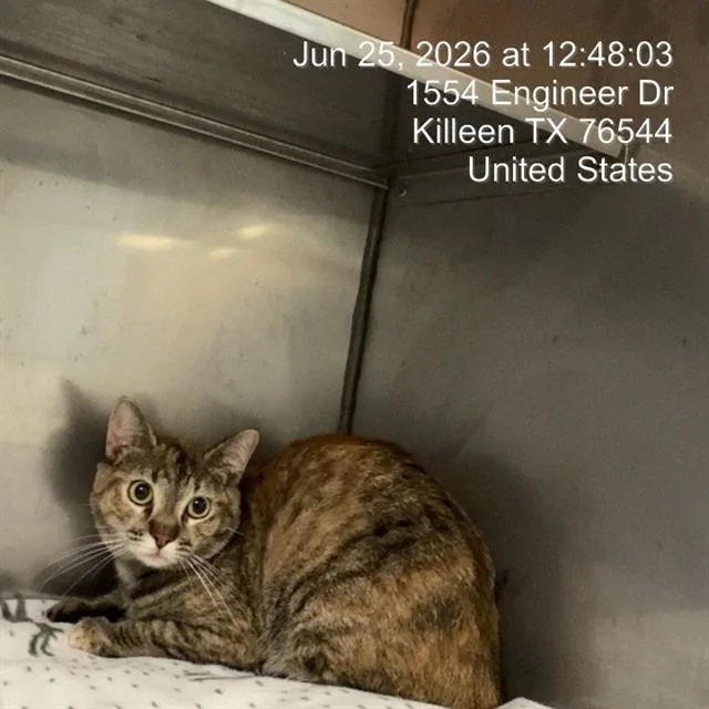 A young medium-sized female American Shorthair cat named Leilani for adoption in Killeen, TX