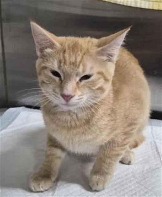 A baby medium-sized female Domestic Short Hair cat named Nala for adoption in Pensacola, FL
