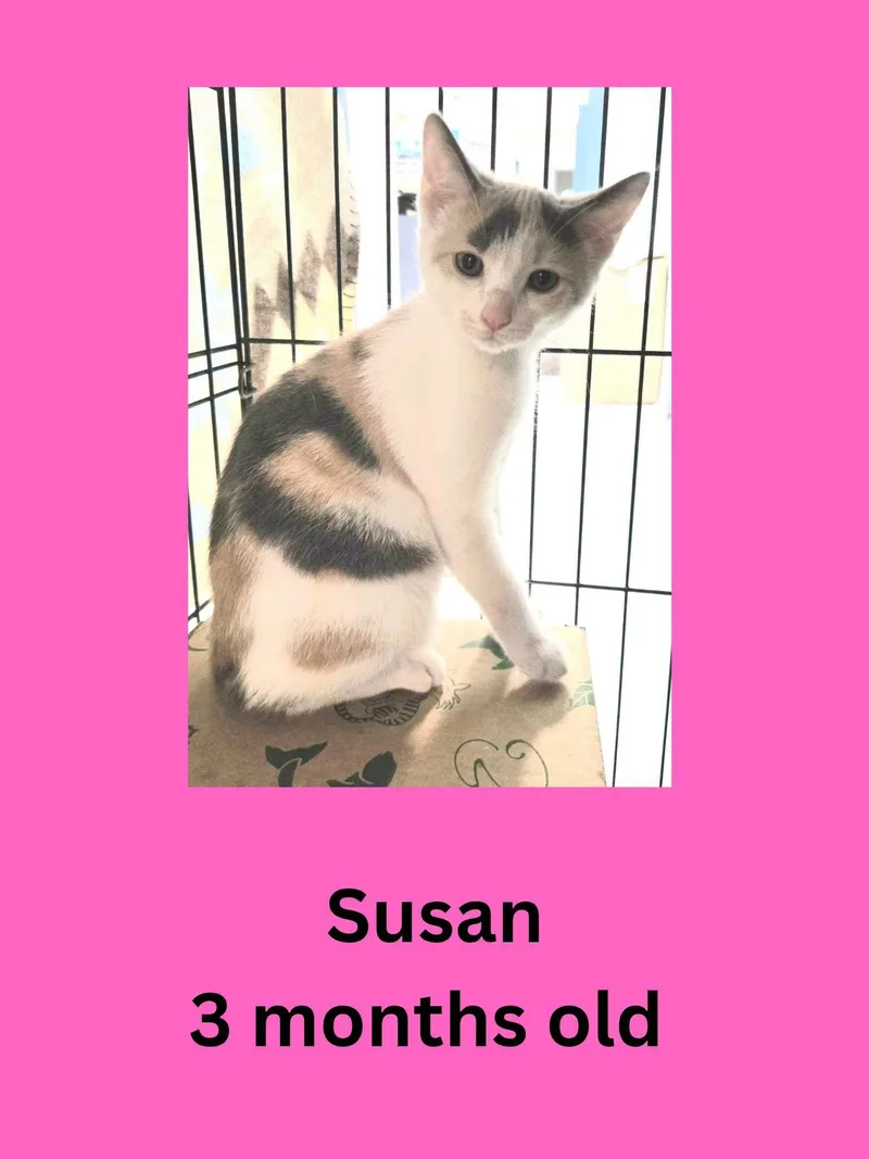 A baby small-sized female Dilute Calico Domestic Short Hair cat named Susan for adoption in Ravenna, OH