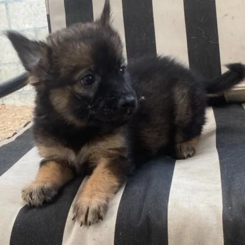A baby small-sized female Shepherd dog named Bubbles for adoption in San Juan Capistrano, CA