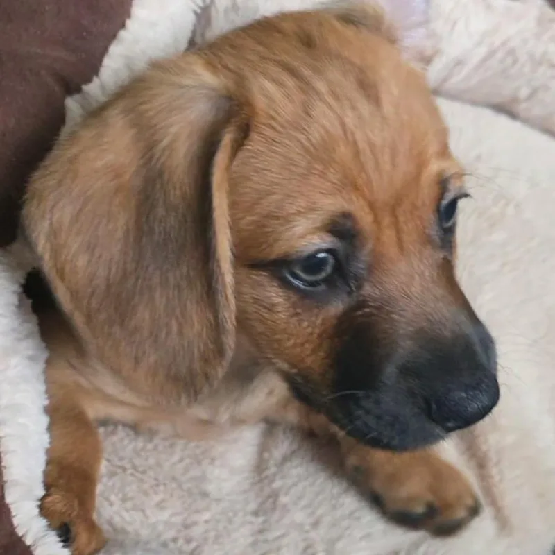 A baby small-sized male Brown / Chocolate Dachshund dog named Bourbon Street C for adoption in Allen, TX