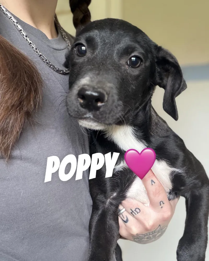 A young medium-sized female Pit Bull Terrier dog named Poppy for adoption in Felton, PA