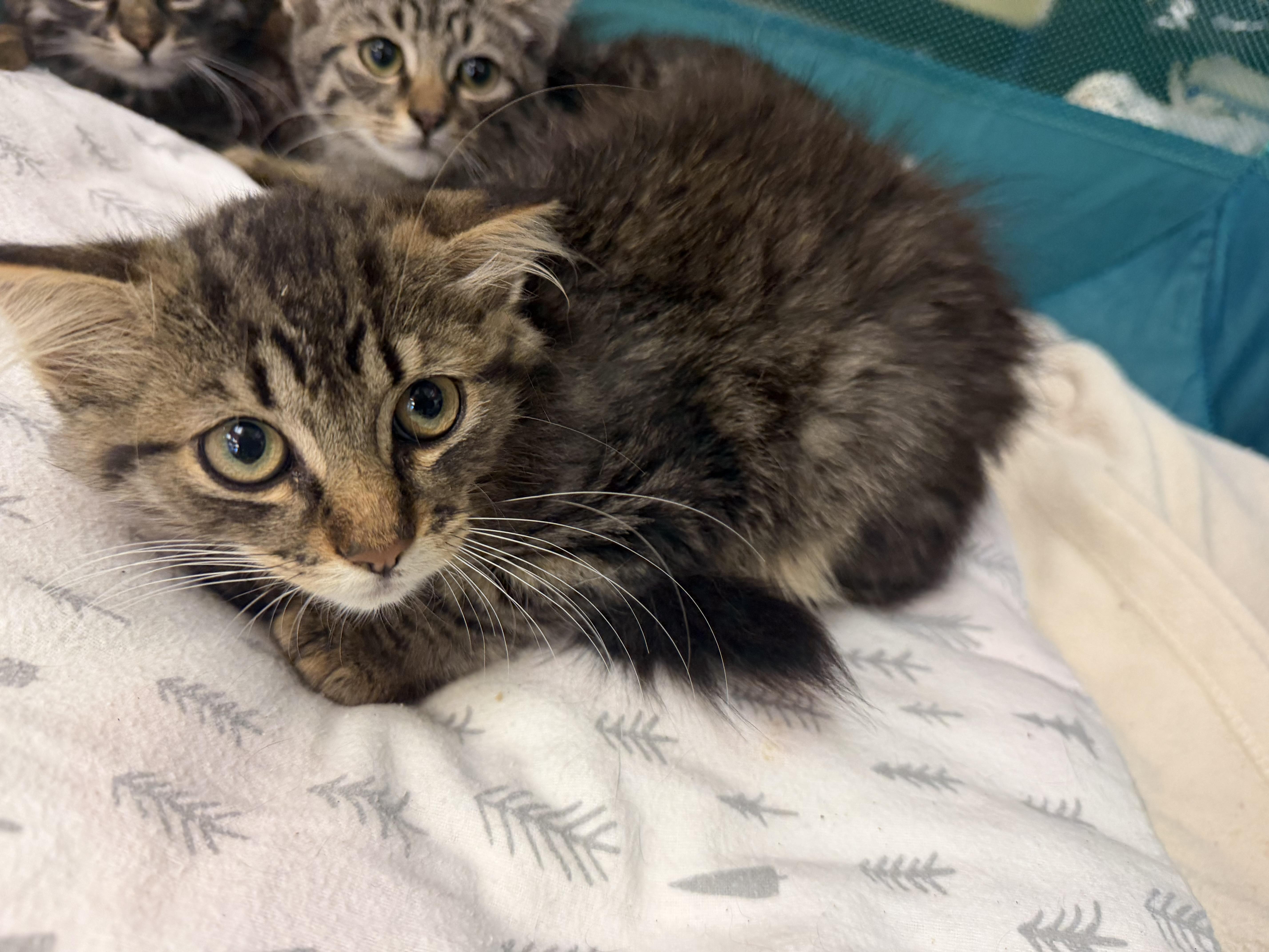 A baby medium-sized female Tabby (Brown / Chocolate) Domestic Long Hair cat named Fawn for adoption in Hudson, NY