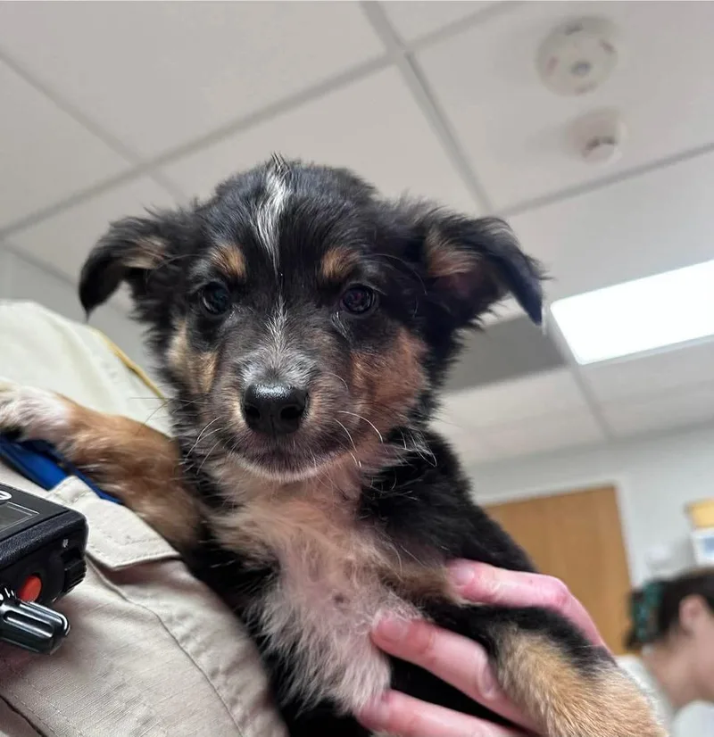 A baby medium-sized male Australian Shepherd dog named Widdle for adoption in Peoria, IL