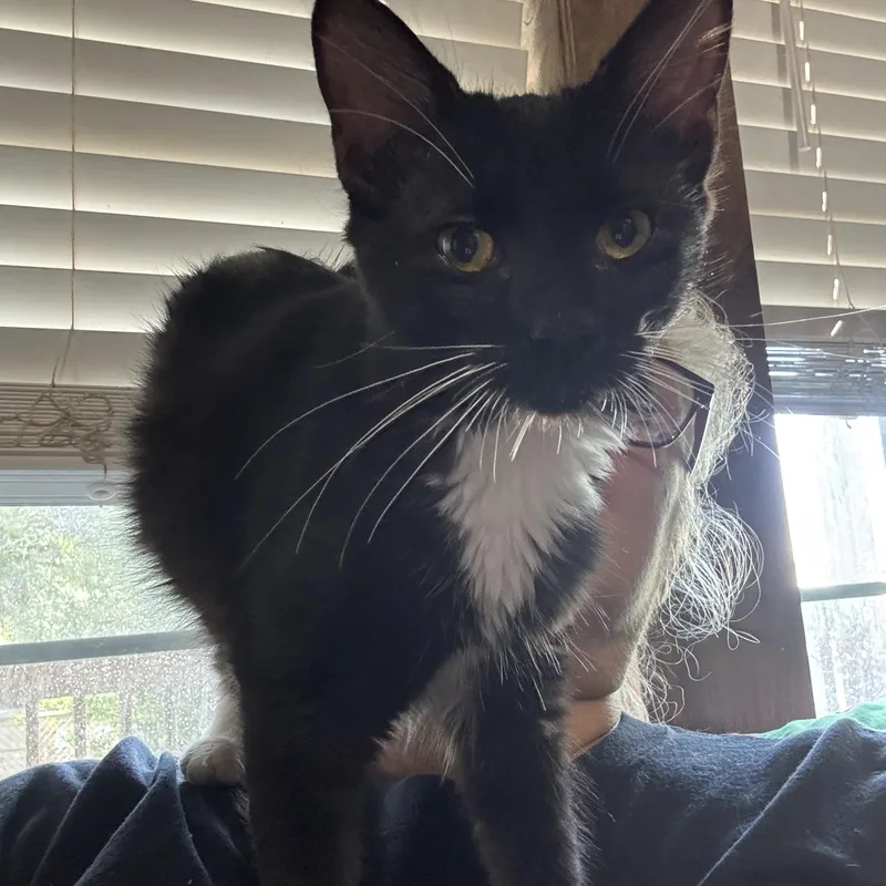 Navy thumbnail 3