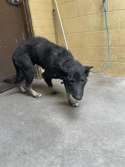 An adult large-sized female German Shepherd Dog dog named Judy for adoption in Stockton, CA