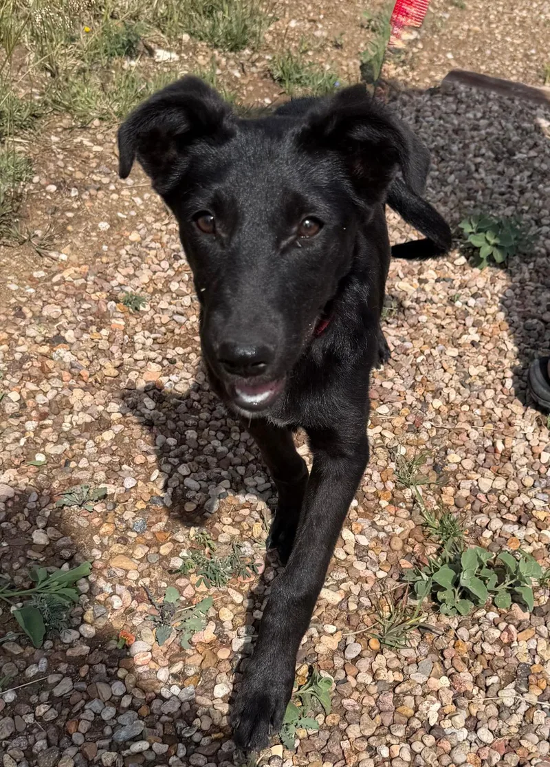 A baby medium-sized female Labrador Retriever dog named Midori for adoption in Austin, TX