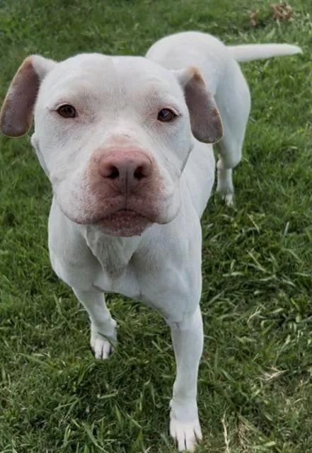 An adult large-sized male Pit Bull Terrier dog named Starsky for adoption in Appling, GA