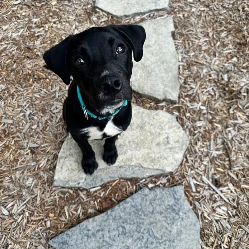 A baby small-sized male Black Mixed Breed dog named Mathias for adoption in Farmersville, OH