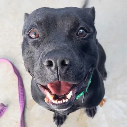 A young medium-sized male Black Mixed Breed dog named Phantom for adoption in Fernandina Beach, FL