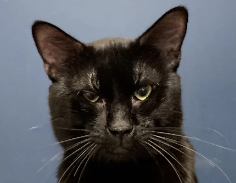 An adult medium-sized male Black Domestic Short Hair cat named Salem for adoption in Columbus, IN