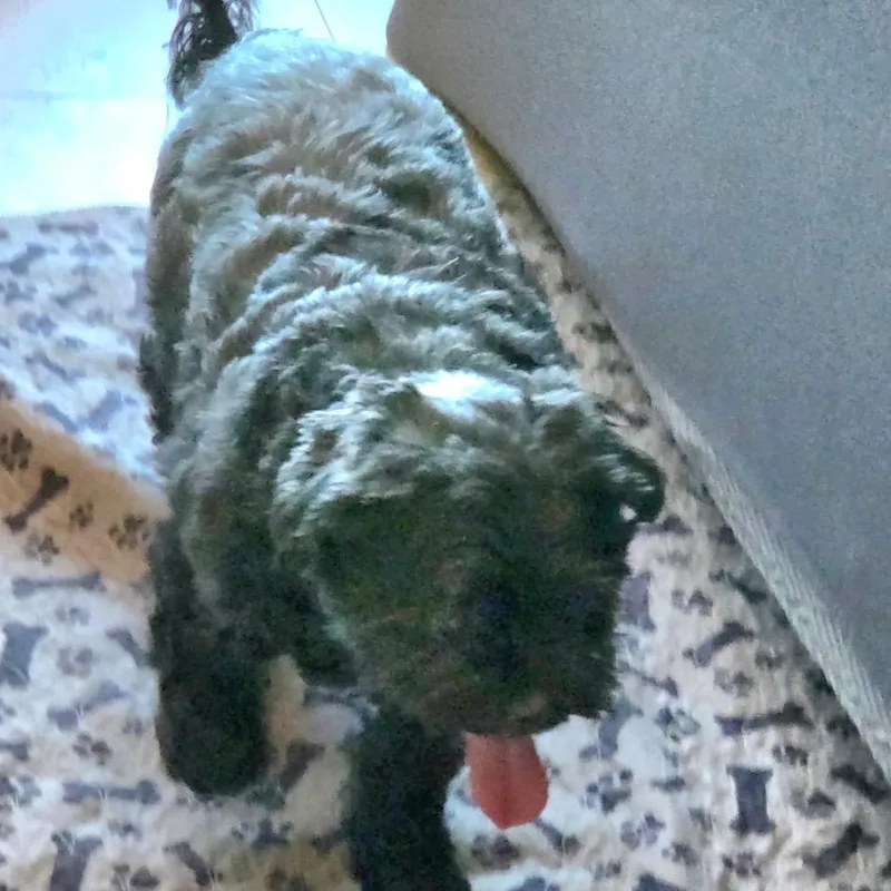 A senior small-sized female Black Shih Tzu dog named Molly Black for adoption in Tunkhannock, PA