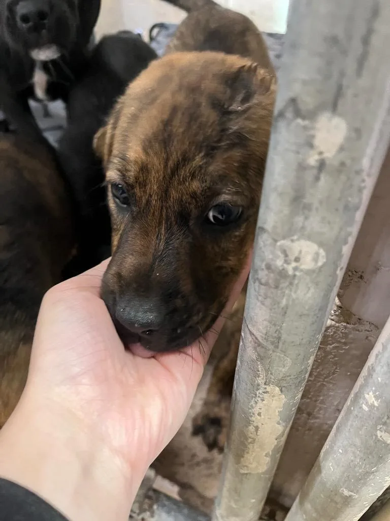 A baby medium-sized male Pit Bull Terrier dog named Ranger for adoption in Troy, OH