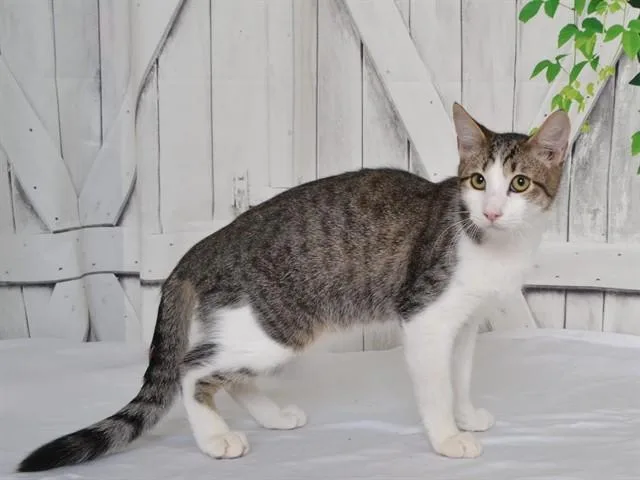 A young small-sized male Domestic Short Hair cat named Bobby for adoption in Oroville, CA