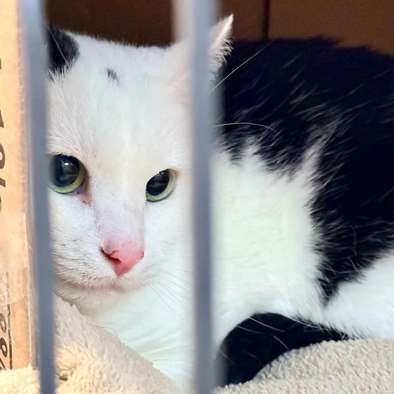 An adult small-sized male White Domestic Medium Hair cat named Dog for adoption in Marion, IL