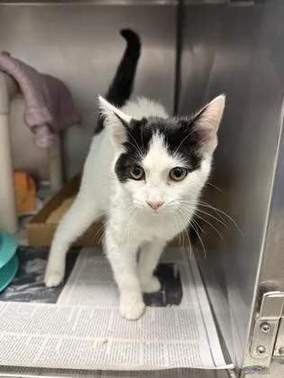 A baby small-sized female Domestic Short Hair cat named Dove for adoption in Madison, NJ