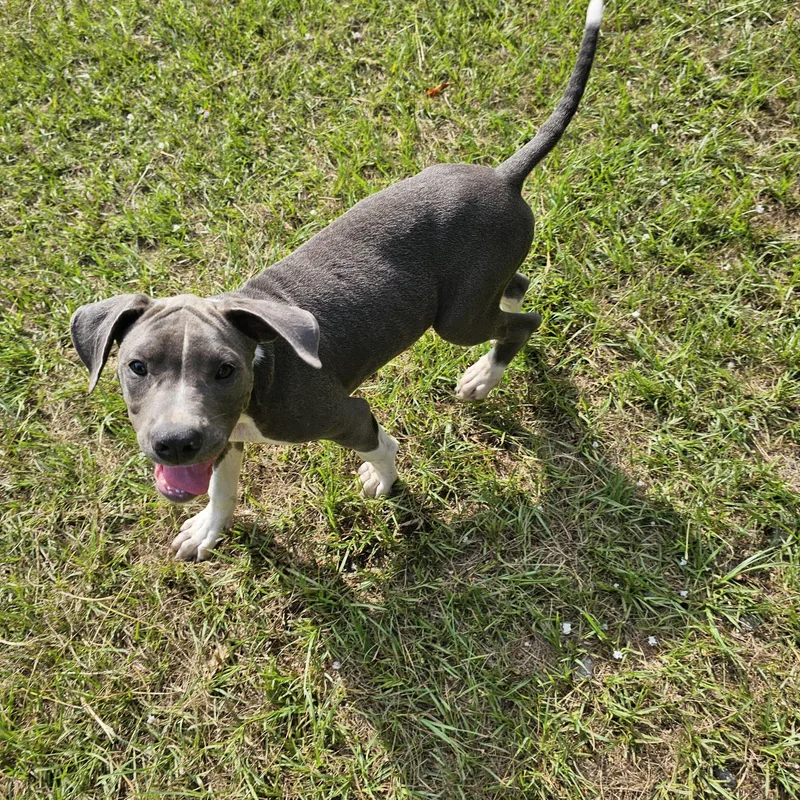 A young medium-sized male Gray / Blue / Silver Boxer dog named Anchor for adoption in Orangeburg, SC