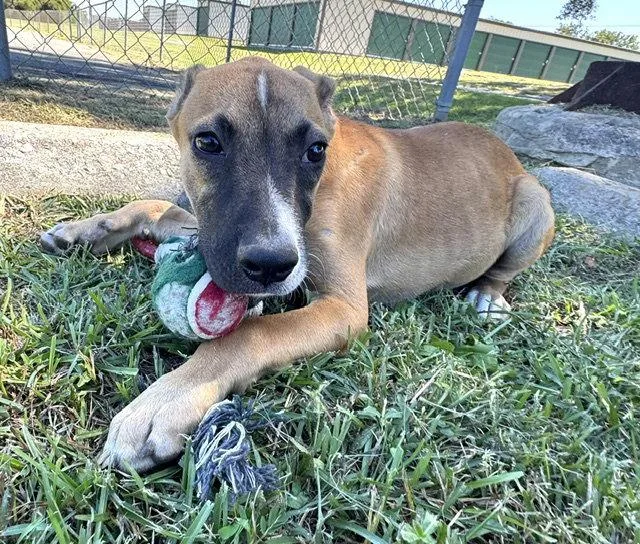 A young large-sized male Hound dog named Tove for adoption in Tarrytown, GA