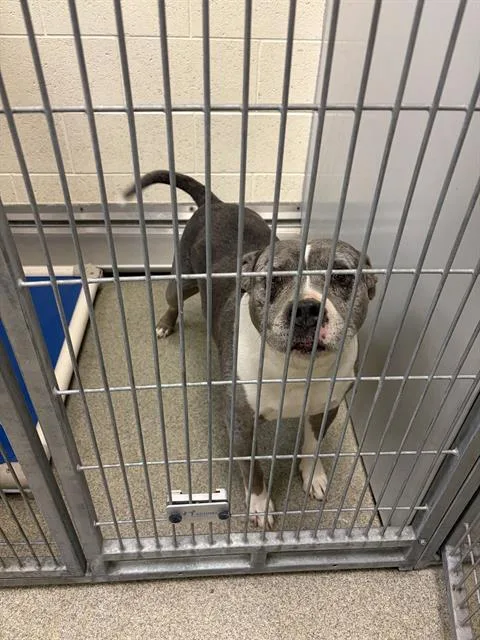An adult medium-sized male Pit Bull Terrier dog named A for adoption in West Valley City, UT