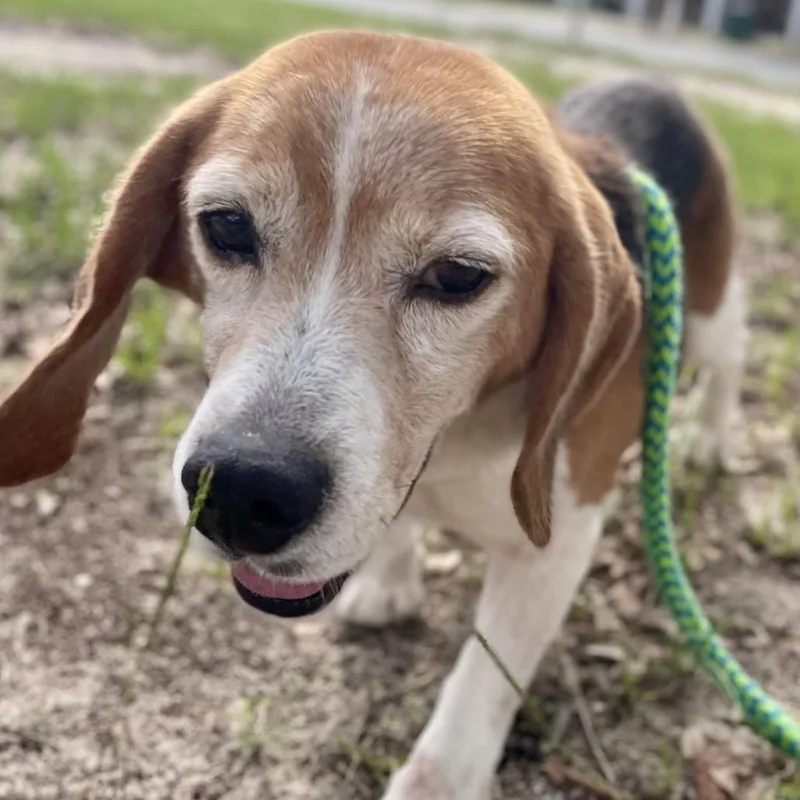 A senior small-sized male Brown / Chocolate Beagle dog named Paxton for adoption in Freeport, FL