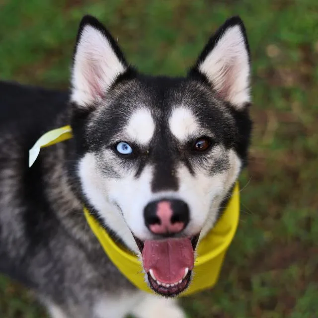An adult medium-sized female Husky dog named Gemini for adoption in San Antonio, TX