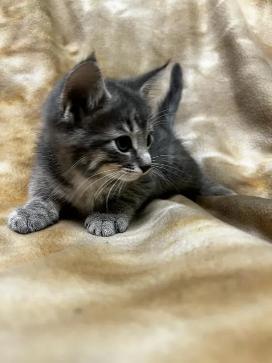 A baby small-sized male Domestic Short Hair cat named Fluff N' Stuff for adoption in Jackson, MI
