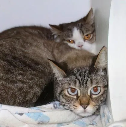 An adult medium-sized female Domestic Short Hair cat named Smush for adoption in West Chester, PA