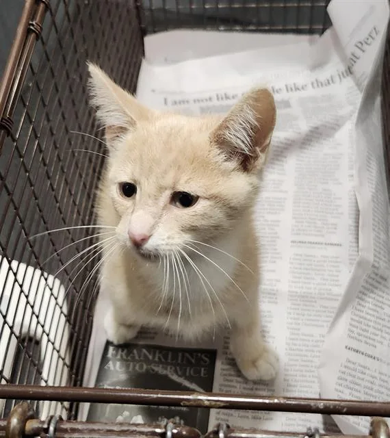 A baby small-sized male Domestic Short Hair cat named Exo for adoption in San Antonio, TX