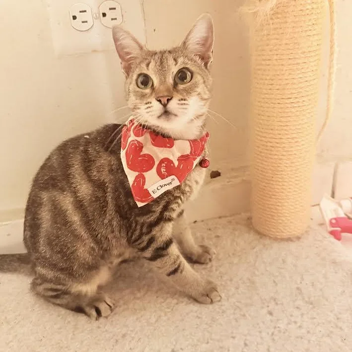A young medium-sized female Tabby (Gray / Blue / Silver) Tabby cat named Sasha for adoption in Miami, FL
