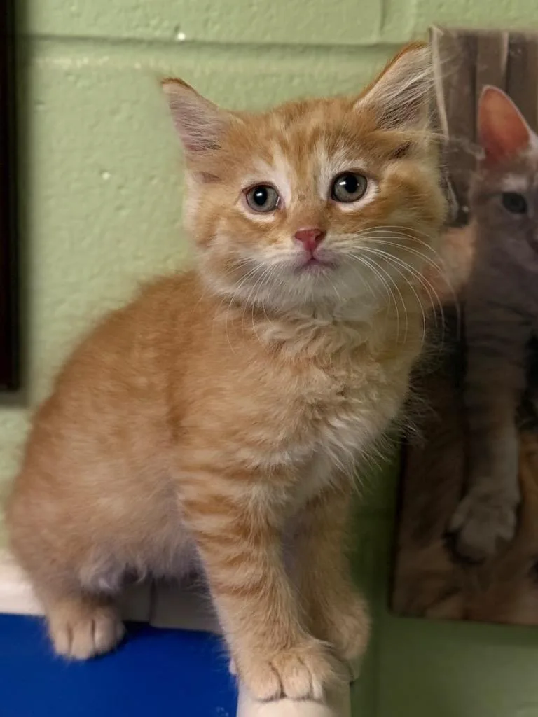 A baby small-sized male Domestic Short Hair cat named Subaru for adoption in Defiance, OH