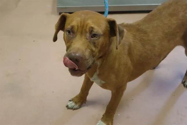 A young medium-sized male Mixed Breed dog named Cain for adoption in Columbia, SC