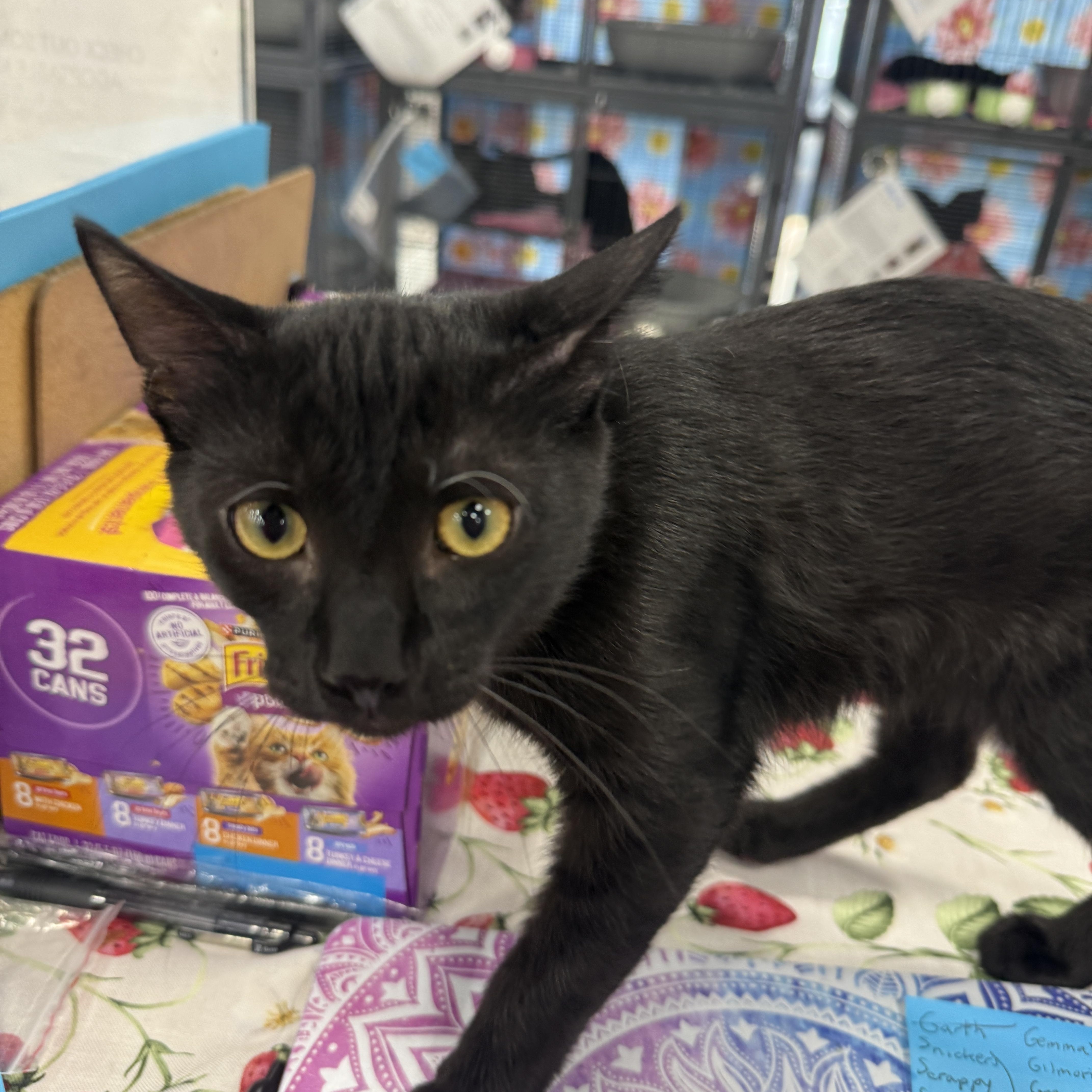 A baby medium-sized male Black Domestic Short Hair cat named Frosty for adoption in Jacksonville, FL