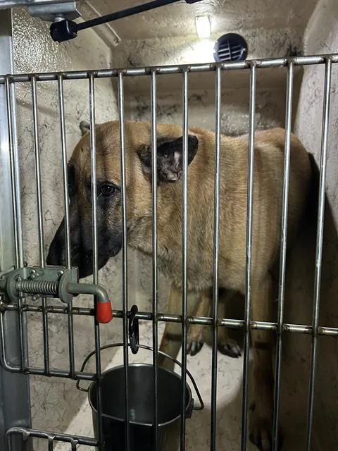 An adult extra large-sized male German Shepherd Dog dog named Ragu for adoption in Indianapolis, IN