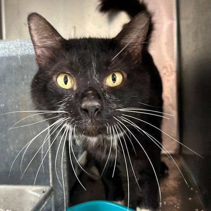 A young large-sized male Black Domestic Short Hair cat named Boulder for adoption in West Palm Beach, FL