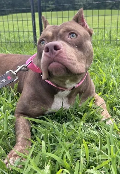 An adult large-sized female Mixed Breed dog named Buttercup fka Dog for adoption in West Chester, PA