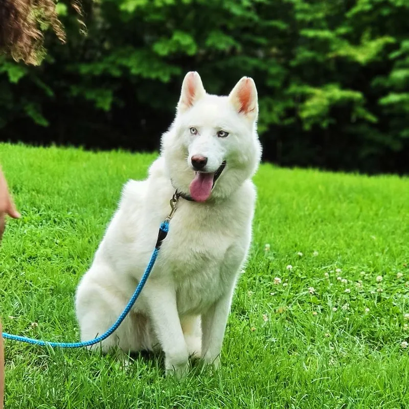 An adult large-sized male White / Cream Husky dog named Summit for adoption in Campton, KY