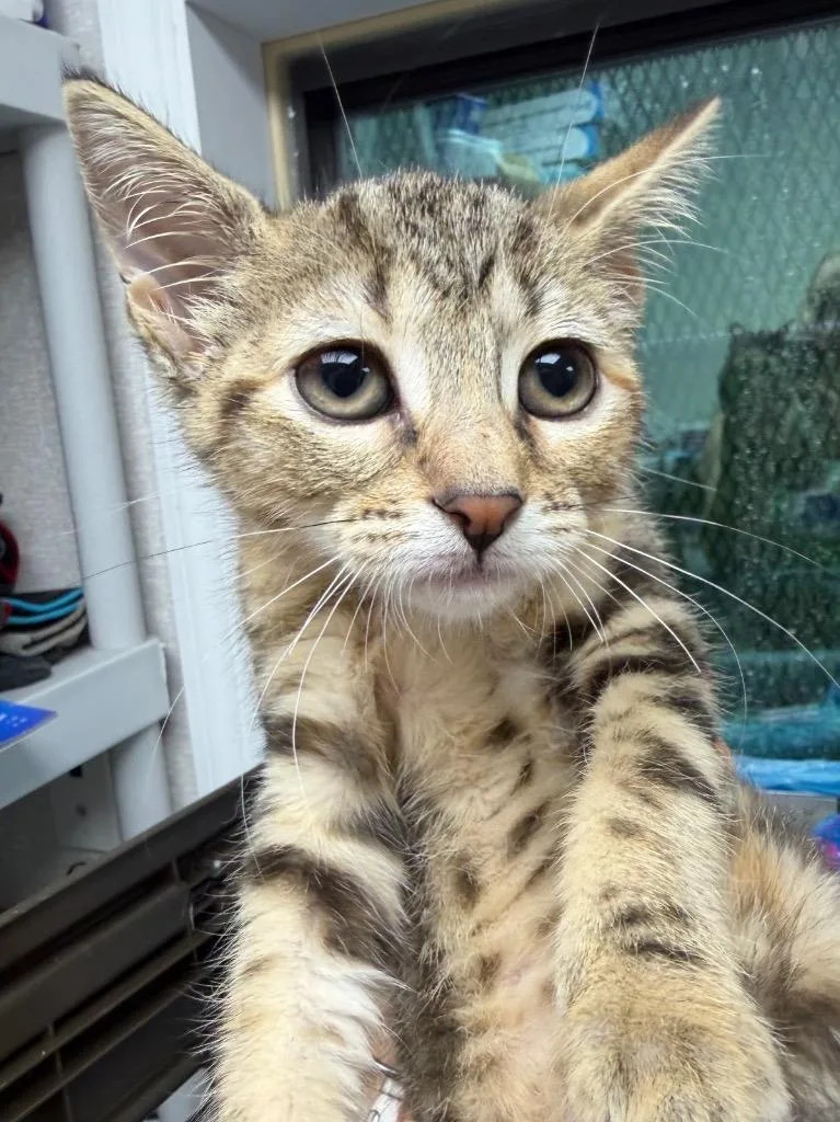 A baby medium-sized female Domestic Short Hair cat named Holland for adoption in Pomona, NY