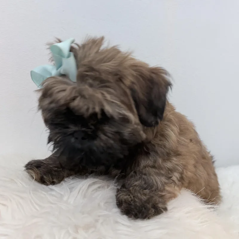 A baby small-sized female Shih poo dog named Buttercup for adoption in Wrightstown, NJ