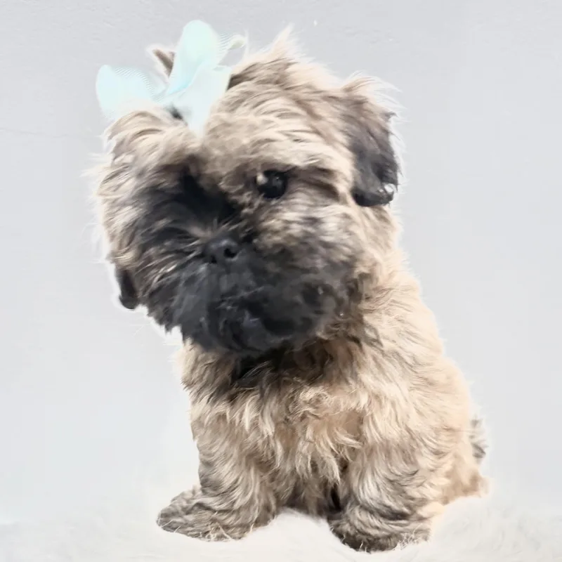 Buttercup thumbnail 3